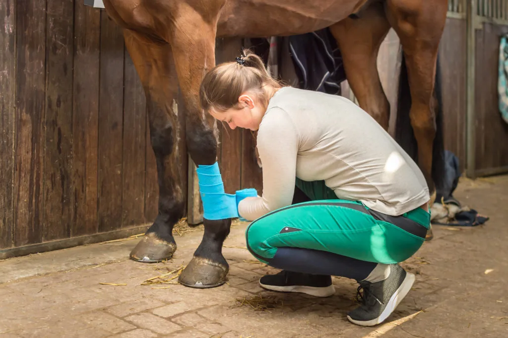 Horse Emergency First Aid: A Simple Guide