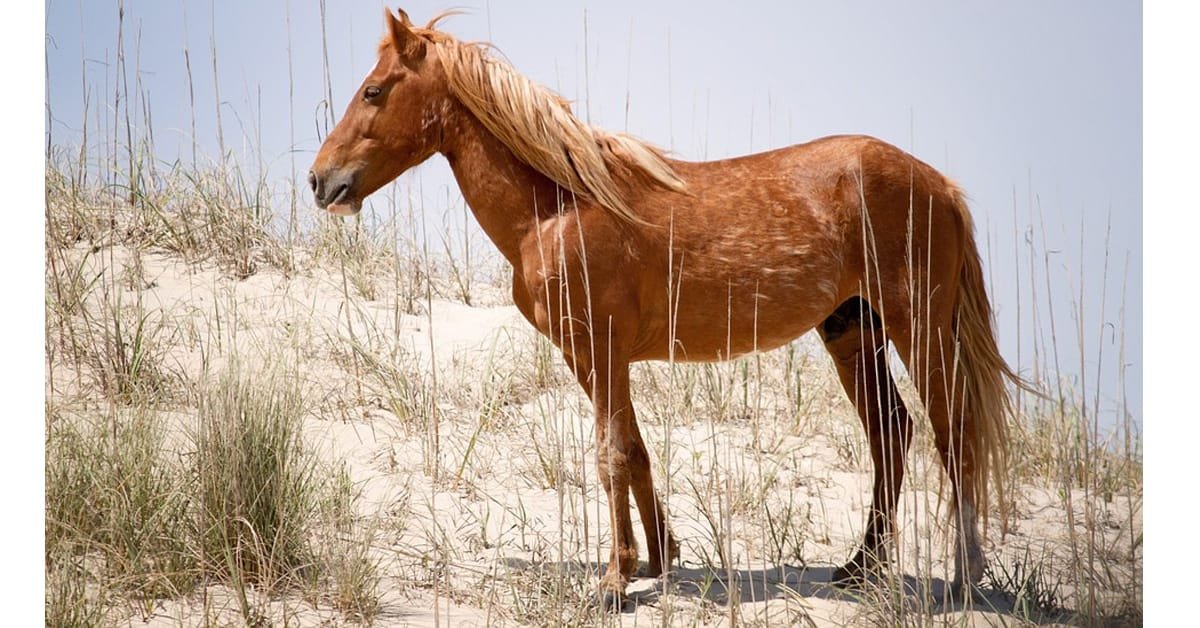 spanish mustang