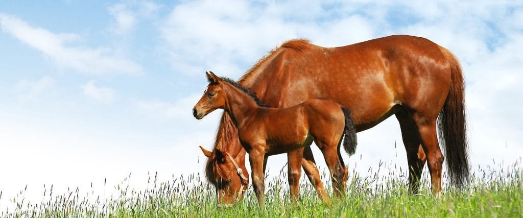 Breeding and Foal Health: Ensuring a Strong Start for Your Foal
