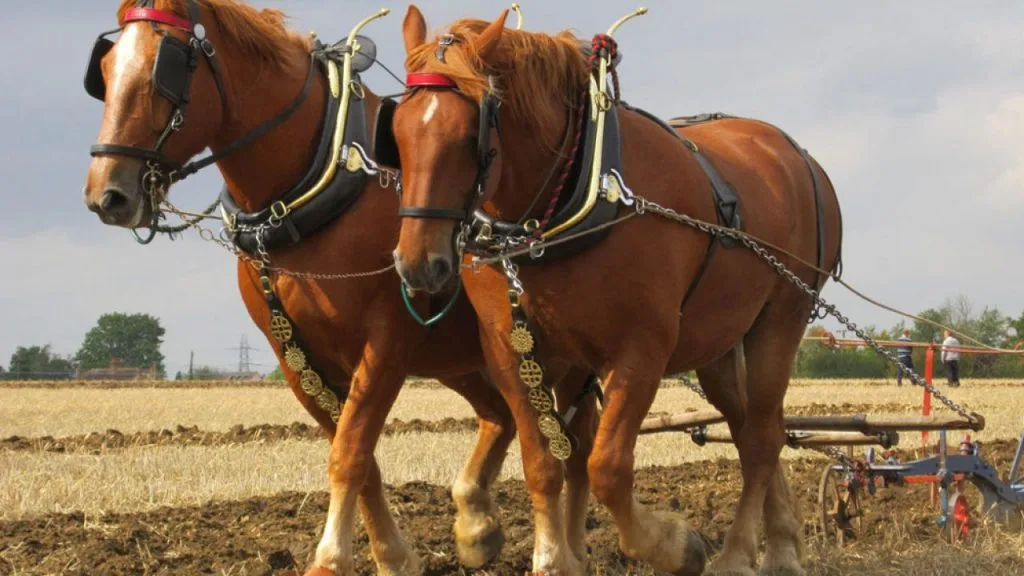 Suffolk Punch