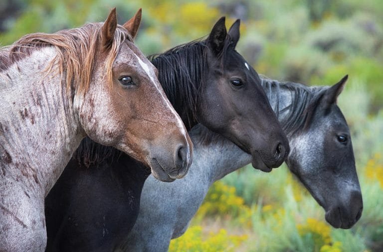 Differences Among Marwari, Kathiyawadi, and Sindhi Horses
