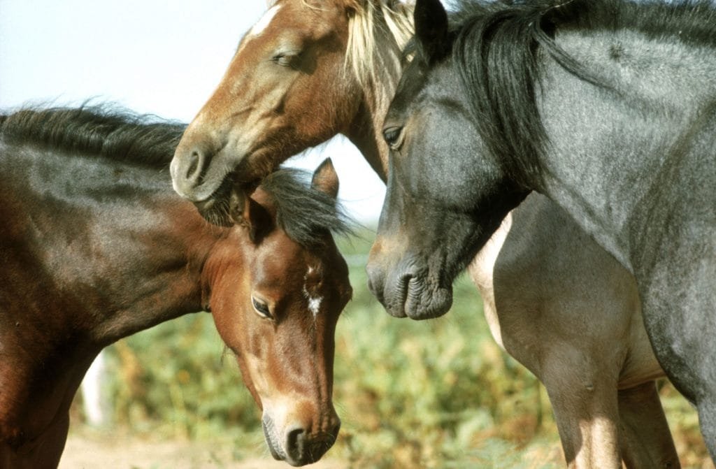 7 Essential Horse Medical Supplies and How to Use Them for Optimal Health