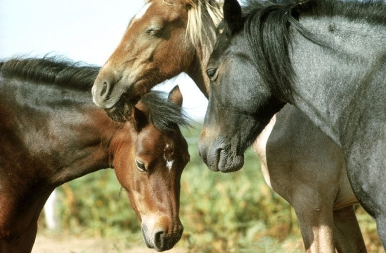 7 Essential Horse Medical Supplies and How to Use Them for Optimal Health