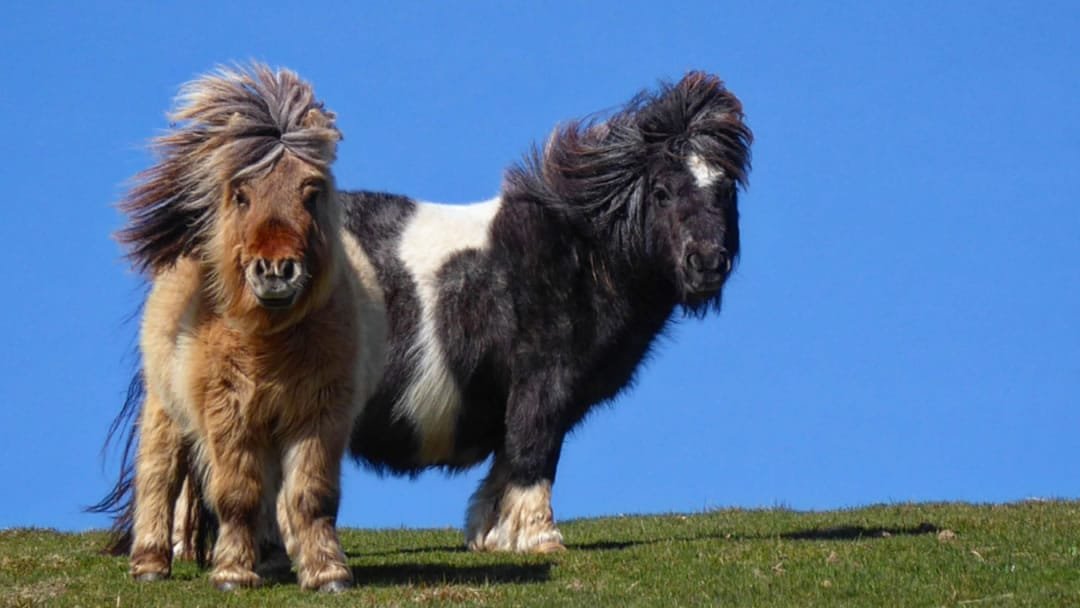 Shetland Ponies