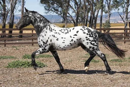 Stonewall Sporthorse: A New Standard in Equestrian Excellence