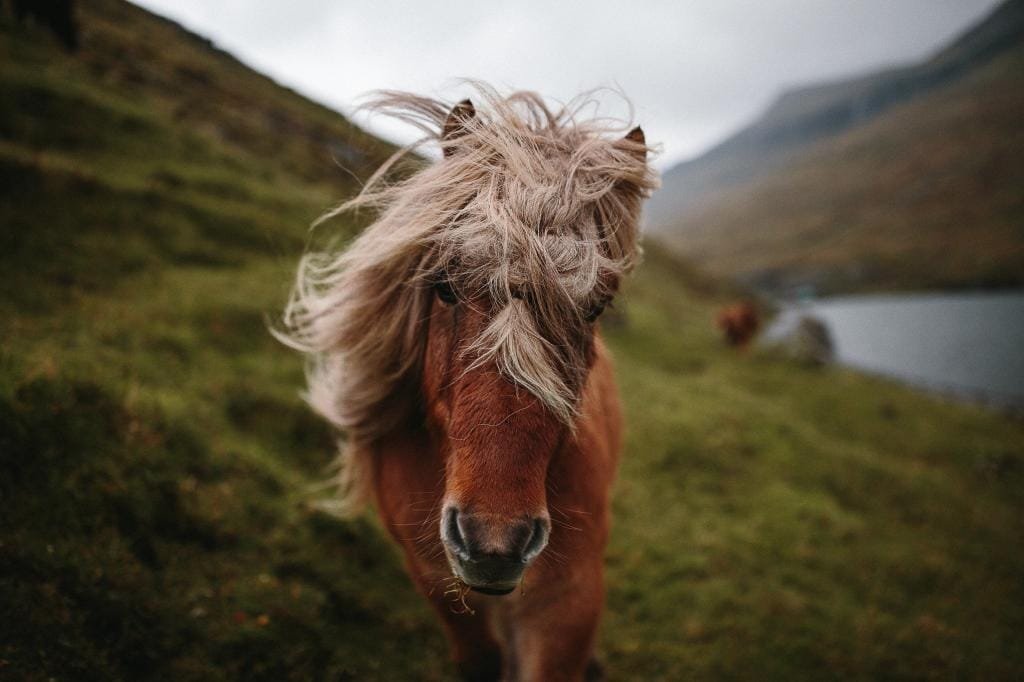 Faroese Pony: A Brief Introduction