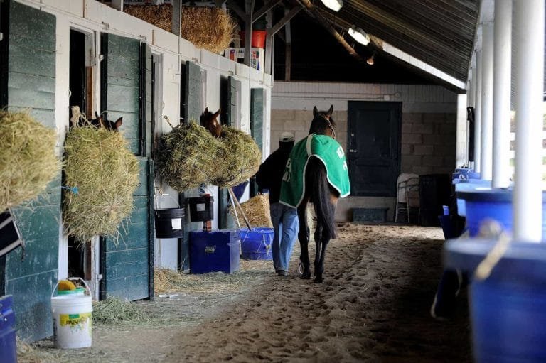 Feeding Material for Racing Horses