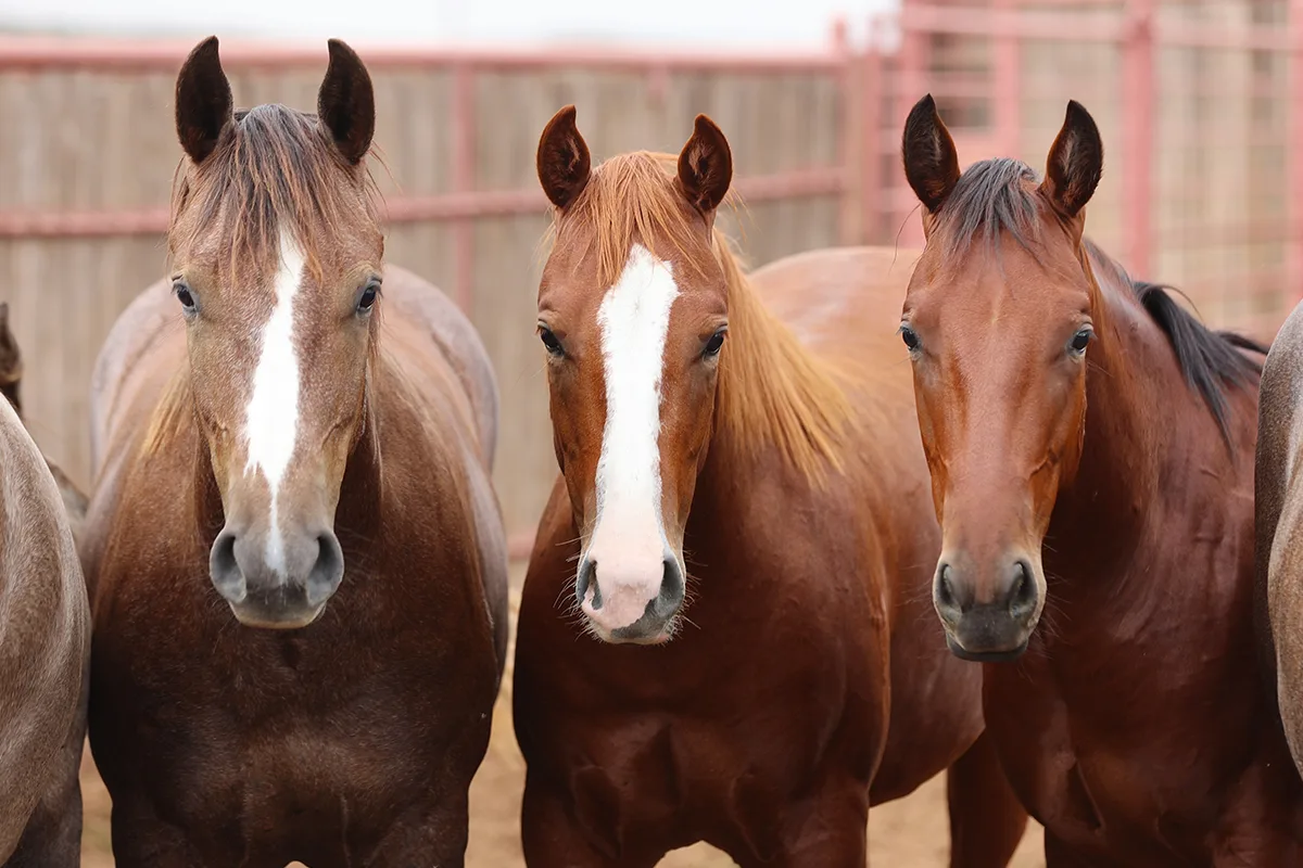 Different  the 4 Types of Horses: Light, Draft, Gaited, and Ponies