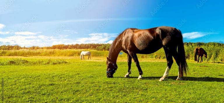 Understanding Horse Grazing: How Much Grass Does Your Horse Eat in a Day