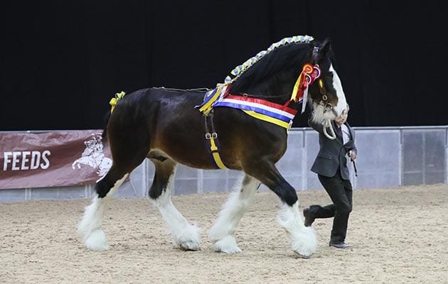 Discovering the Slowest Horse Breed: The Shire