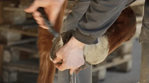 Hoof trimming ; key aspect of this care, is essential for maintaining a horse’s health and performance