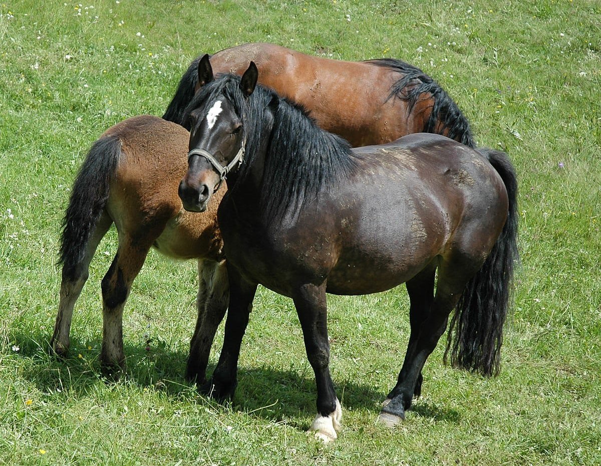 Slovenian Cold-Blood Horse:When we think of Slovenia, many images might come to mind: picturesque lakes, stunning mountains, and charming villages