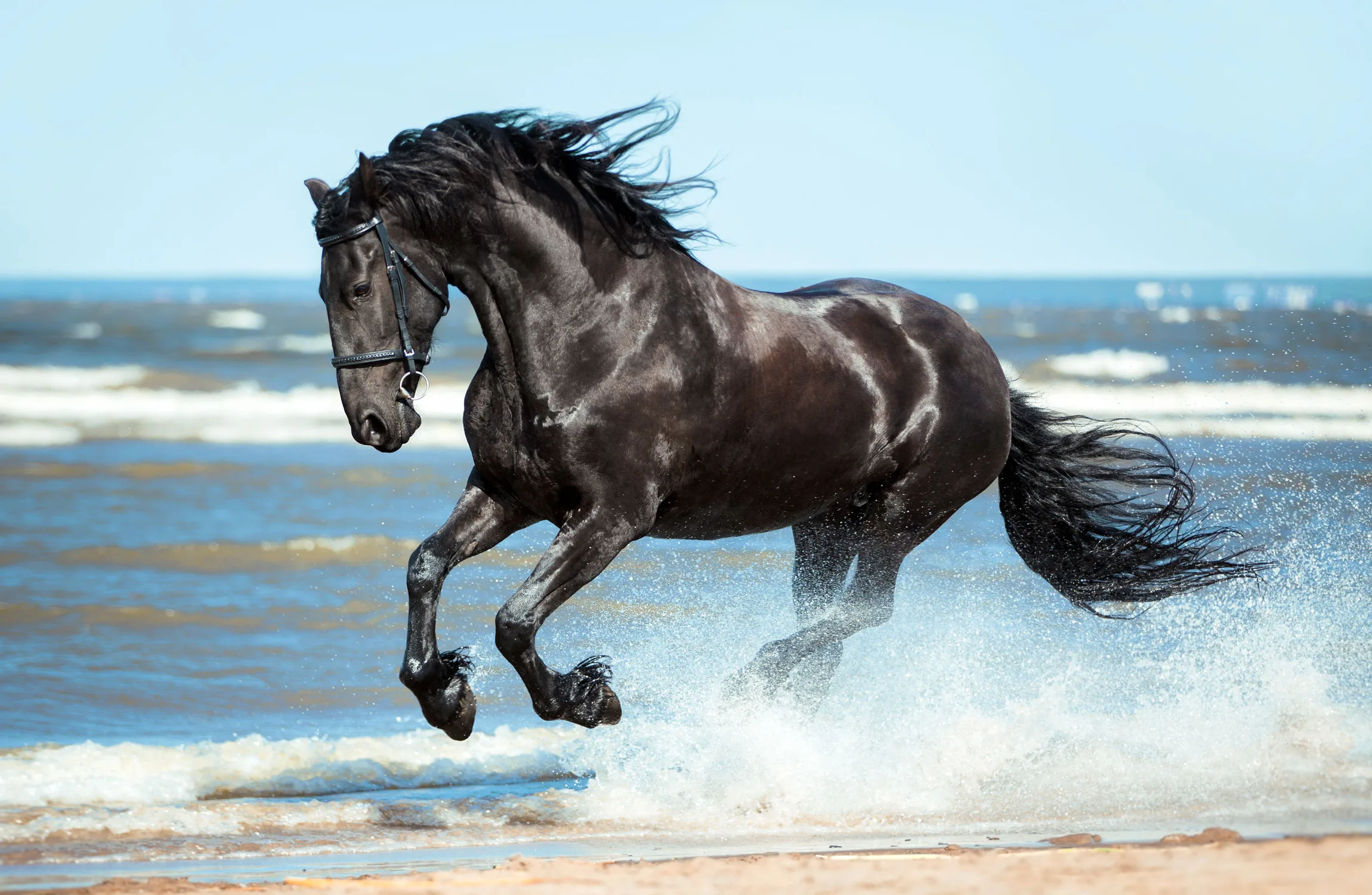 The Friesian: Majestic and Mysterious