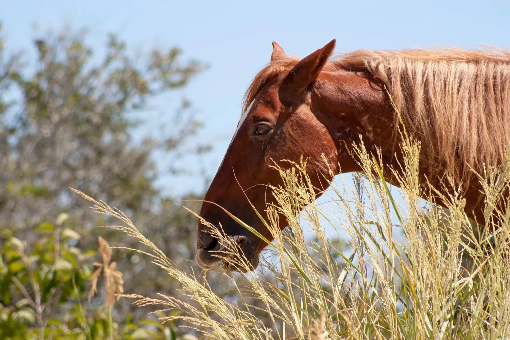 How Long Do Horses Live? Understanding Equine Lifespans and Care
