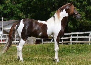 Pampa Horse:heart of South America, the Pampa Horse is a fascinating and unique breed with deep roots in Argentine history.