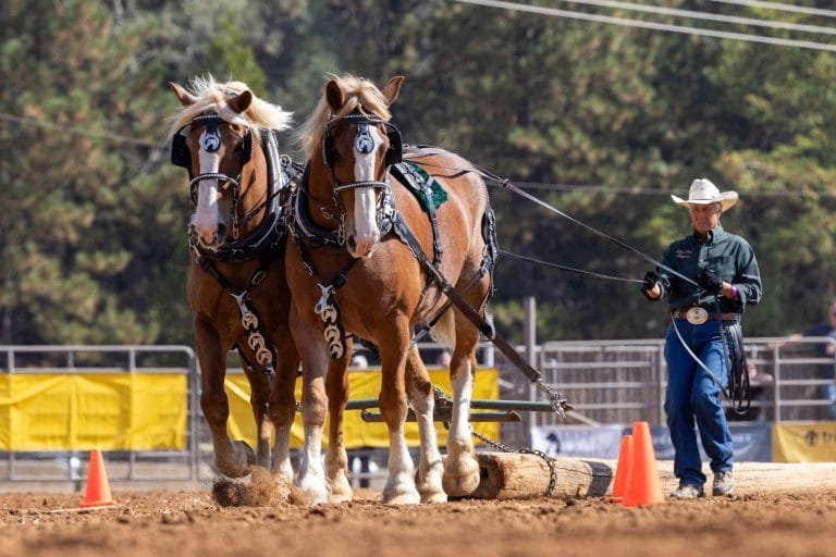 Magic of the 2024 Draft Horse Classic and Harvest Fair