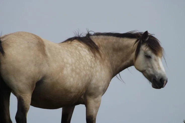 Lundy Pony: breed that hails from the beautiful and rugged landscape of Lundy Island, located off the coast of Devon, England