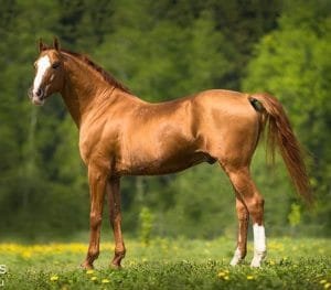 Russian Don horse ;Known for its strength, endurance, and unique qualities, this horse has been a staple in Russia for centuries