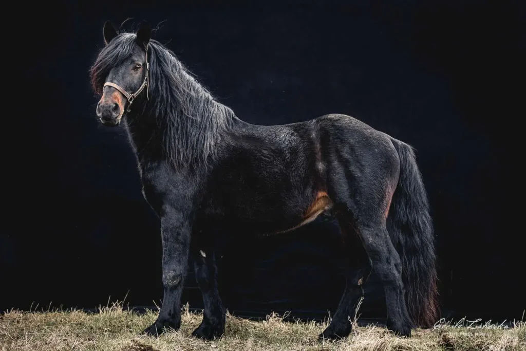 Castillonnais horse ; remarkable breed, native to the region of Castillon in southern France, is a true hidden gem among equine breeds.