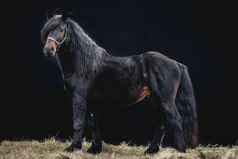 Castillonnais horse ; remarkable breed, native to the region of Castillon in southern France, is a true hidden gem among equine breeds.
