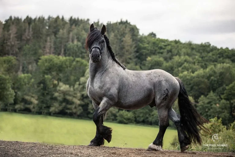 Pfalz-Ardenner ;Horse is a notable draft breed from Germany, known for its strength, reliability, and gentle nature