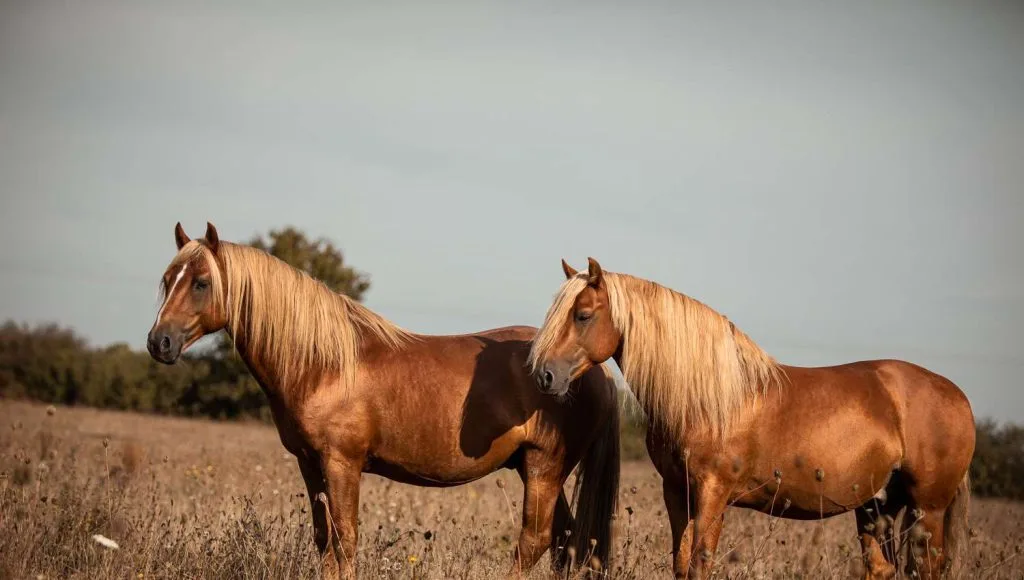 Landais Pony: charming and versatile breed from the southwestern region of France