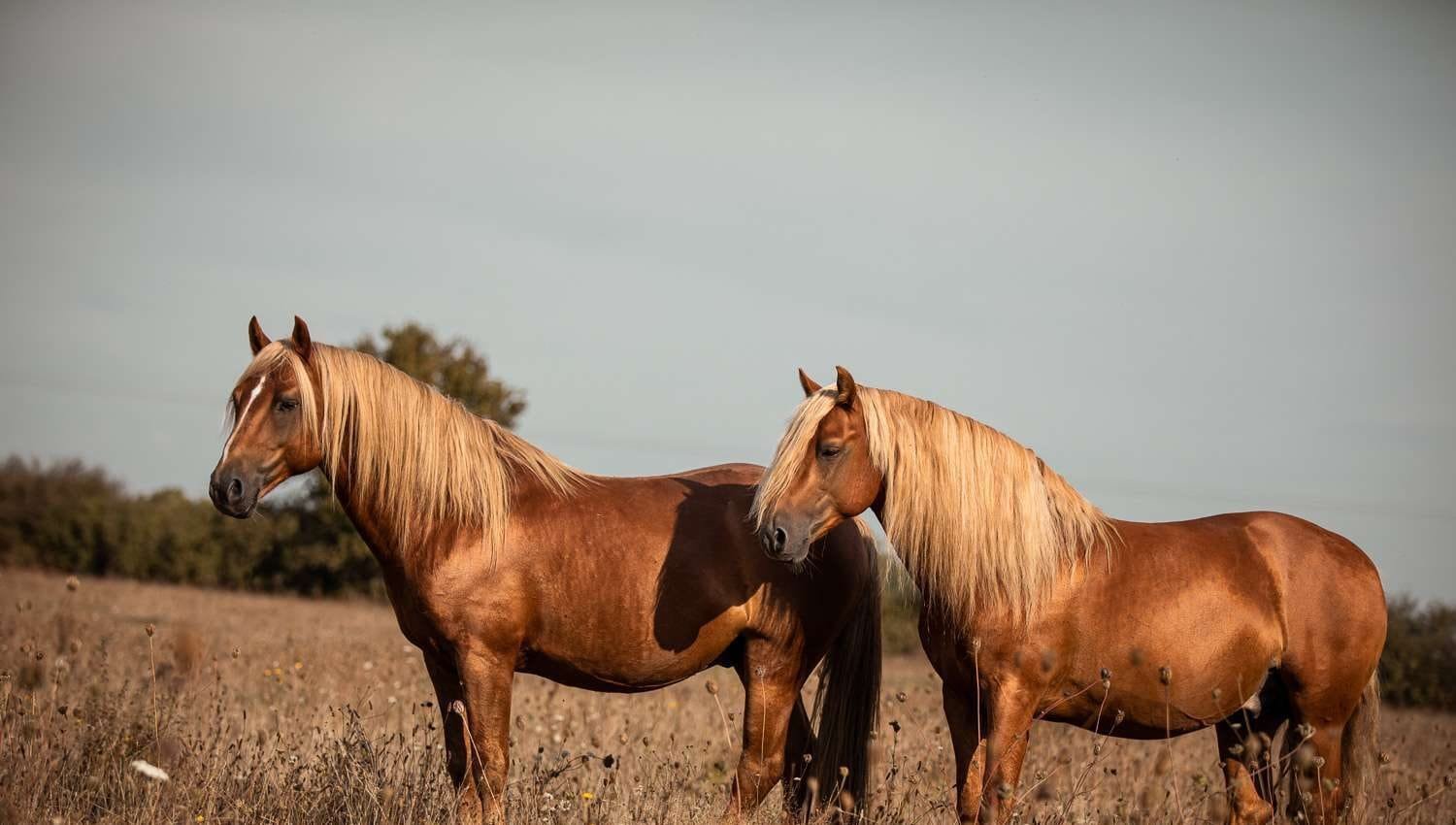 Landais Pony: charming and versatile breed from the southwestern region of France