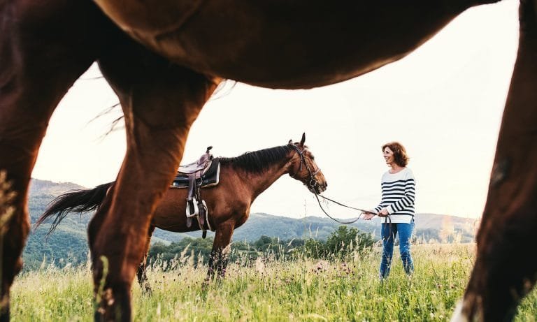 Can Horses Recognize Their Owners? Horses are fascinating creatures with incredible social skills