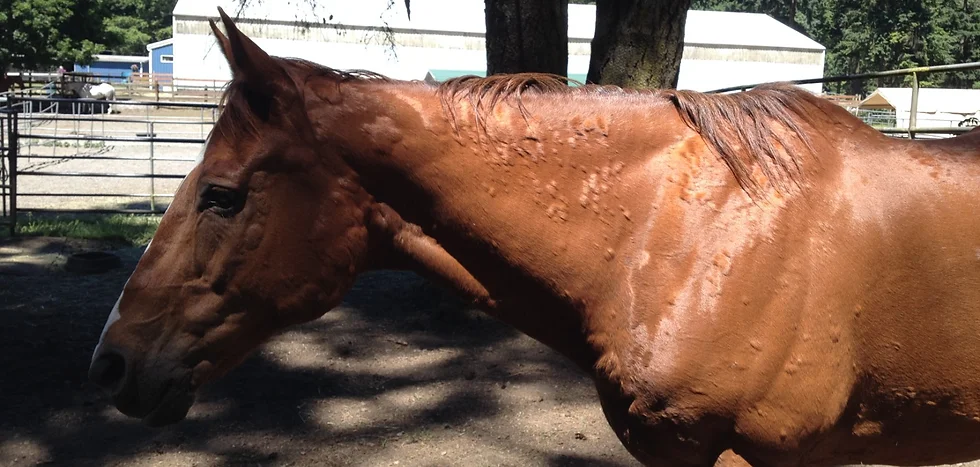 Horse allergies : real challenge for those who love these magnificent animals but suffer from allergic reactions