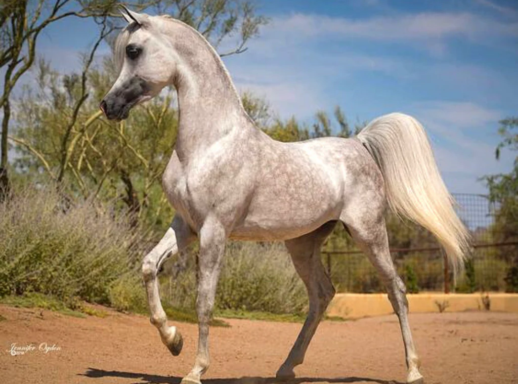 The Arabian: The Allure of the Desert