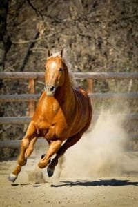 Quarter Horse 