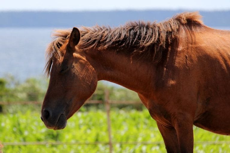 Miyako Pony: is a testament to Japan’s rich biodiversity and cultural heritage