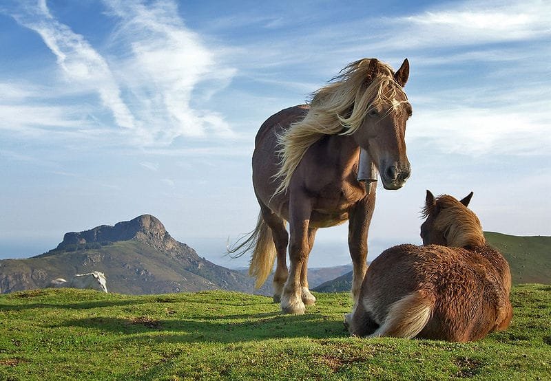 Pottok horse: special breed that comes from the Basque Country, an area straddling Spain and France