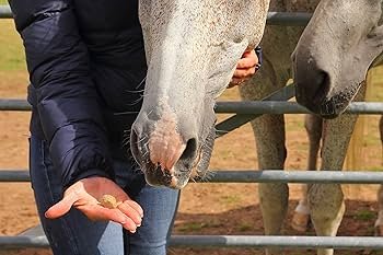 Nutritious Cookies for Horses: A Treat They’ll love ,deserve the best care, including nutritious snack