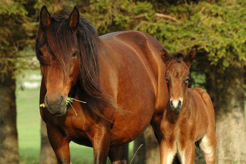 Cheval du Vercors de Barraquand