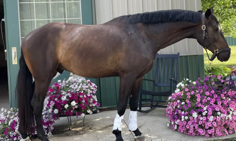 Hungarian Warmblood; remarkable breed of horse, renowned for its versatility, athleticism, and calm temperament