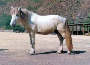 Spiti Horse