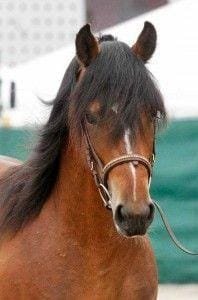 Landais Pony: charming and versatile breed from the southwestern region of France