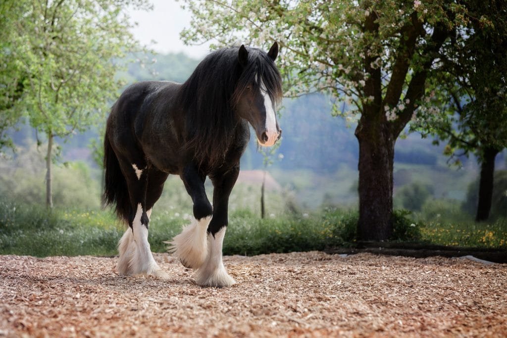 “The Power of Patience: Why the Shire Horse is the Slowest Breed