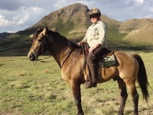 Boerperd horse breed is a fascinating example of South Africa's rich equestrian heritage ; fascinating example of South Africa's rich equestrian heritage