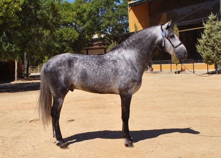 Carthusian Spanish Horse