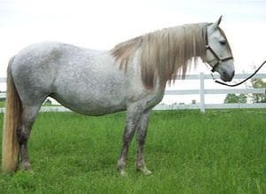 Carthusian Spanish Horse