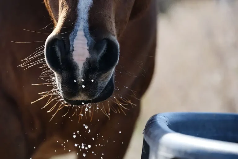 Hydration and Its Importance: Keeping Your Horse Properly Hydrated, Especially in Hot Weather