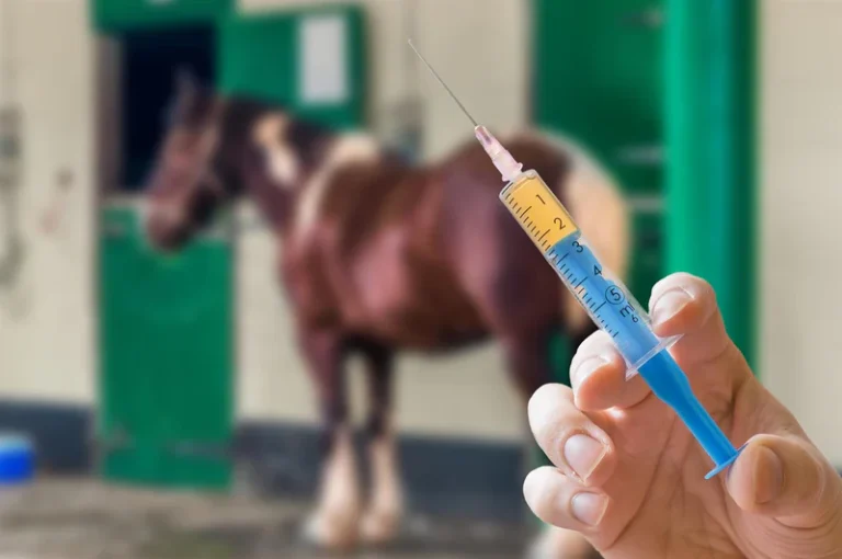 Vaccination Schedule for Horses: Understanding Which Vaccines Are Necessary and Why