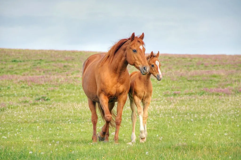 Are Male or Female Horses Faster?