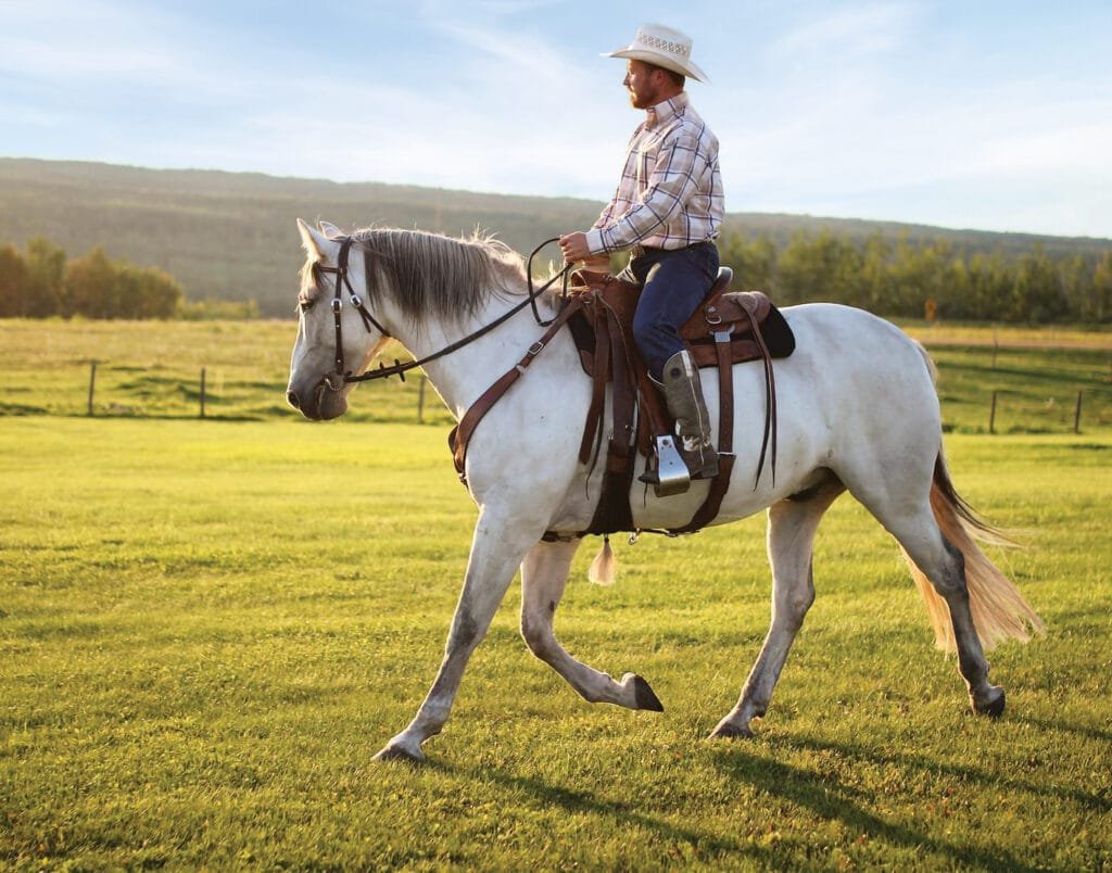 Training a Sensitive Horse