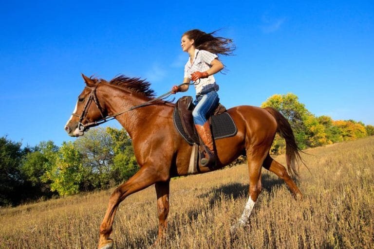 What’s the Weight Limit for a Horse? Understanding How Much One Horse Can Carry