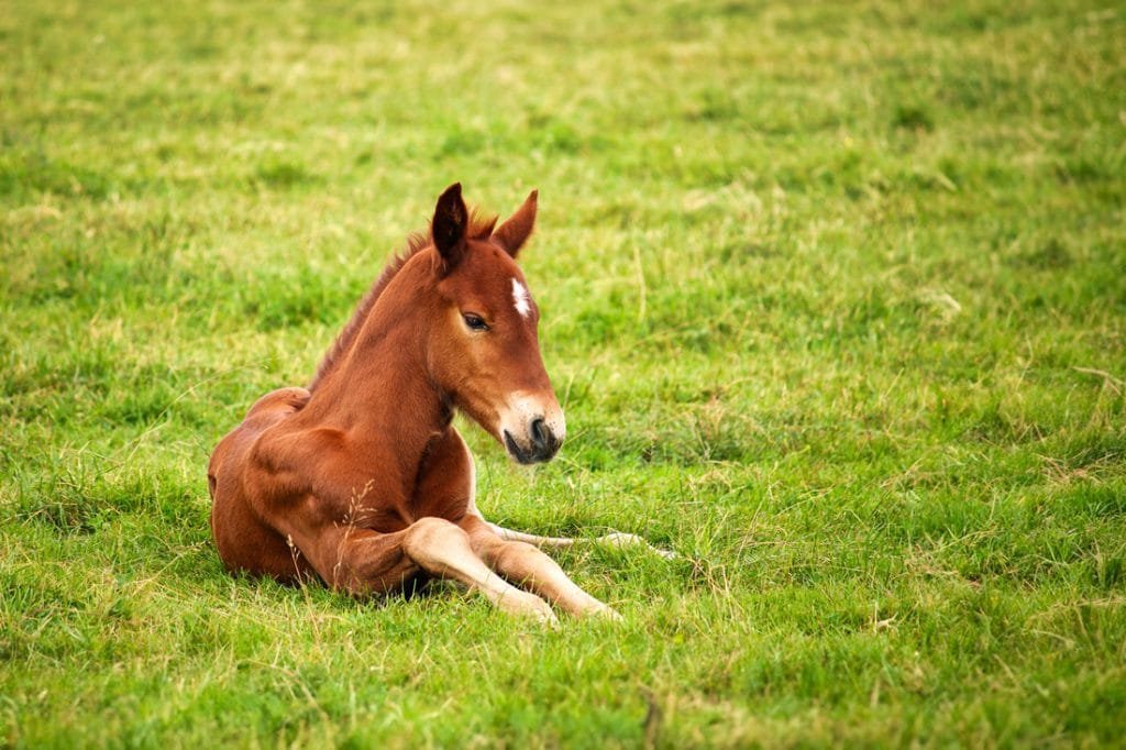10 Fascinating Facts About Foals: Understanding These Adorable Newborns