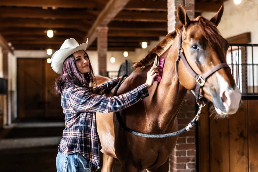 Horse Skin and Coat Health: Essential Tips for a Gleaming Horse