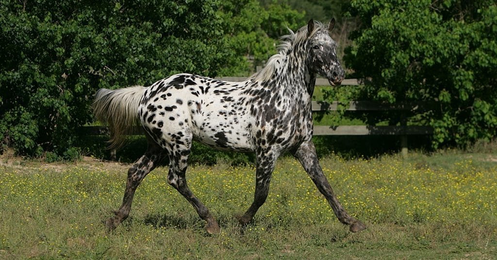 Knabstrupper horse ; fascinating and distinctive breed with a rich history and a striking appearance